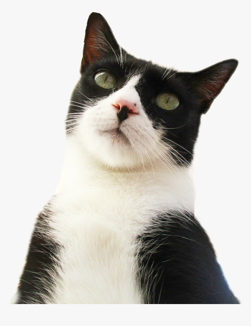 #cat #kitty #orejas #tumblr #holographic #holografico - Domestic Short-haired Cat, HD Png Download, Free Download