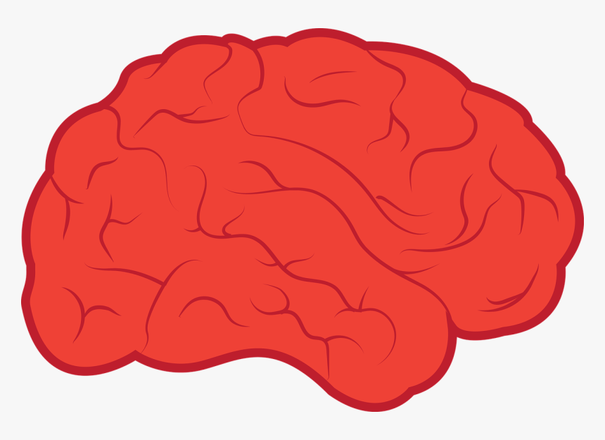 Two Differences Between The Nervous And Endocrine Systems, HD Png Download, Free Download