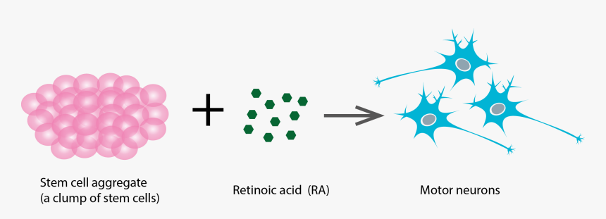 Stem Cell To Neuron , Png Download - Stem Cell To Neuron, Transparent Png, Free Download