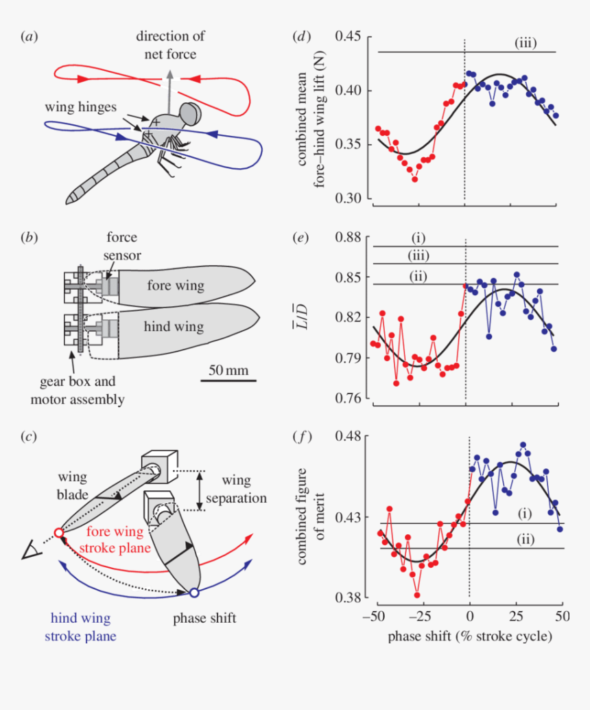 Dragonfly Aerodynamics, HD Png Download, Free Download