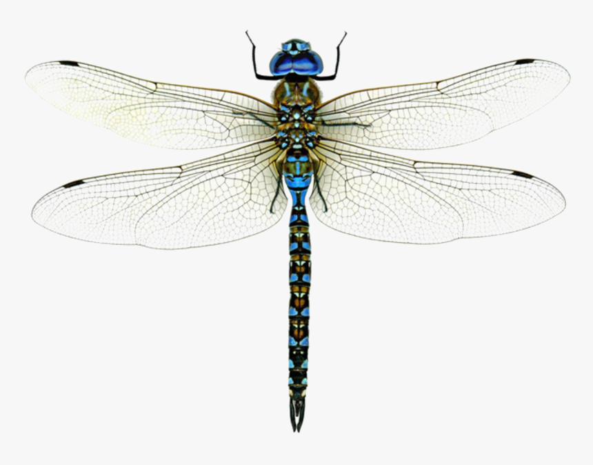 Hawker-dragonflies - Dragonfly Png, Transparent Png, Free Download