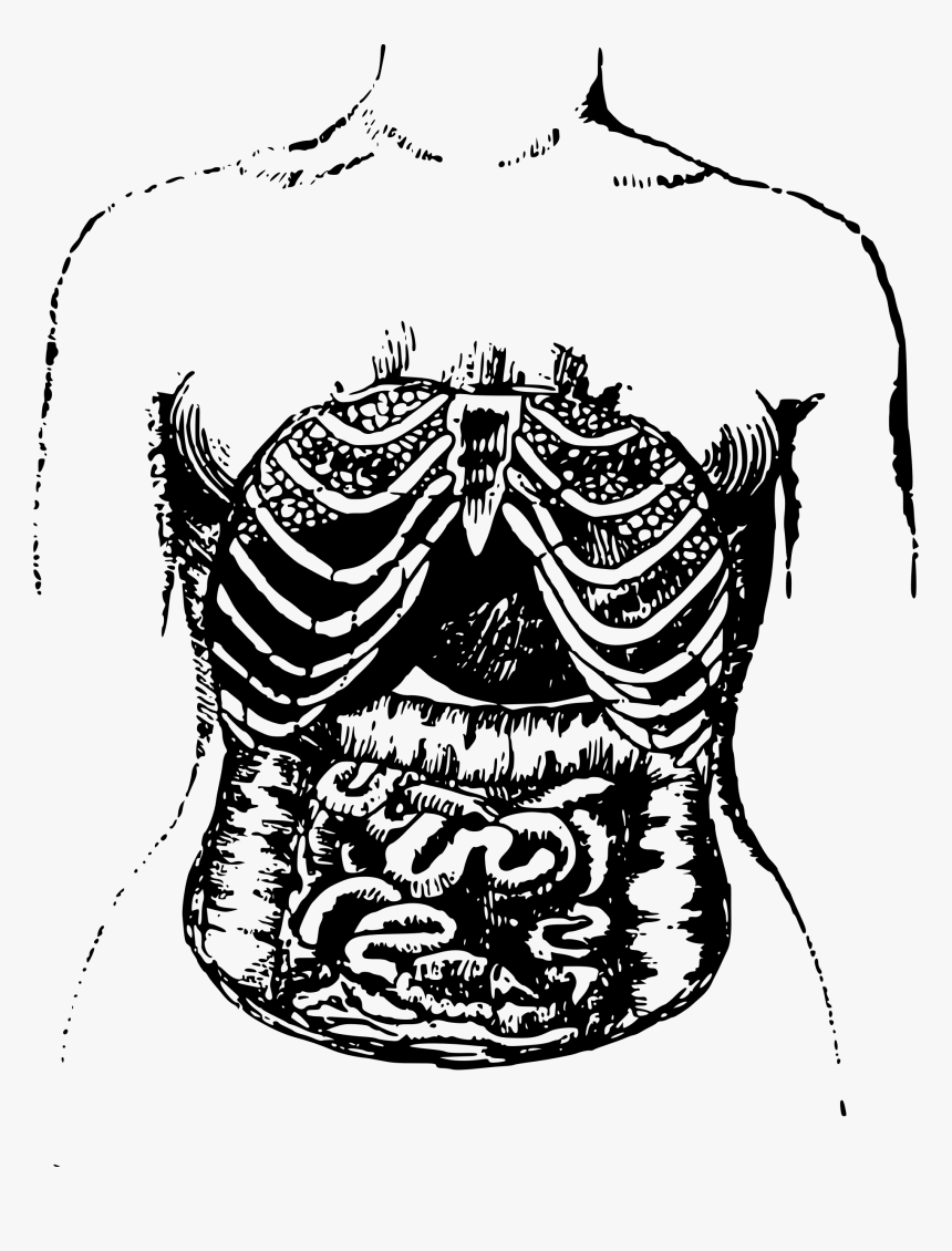 Clipart Internal Intestines Big Image Png - Intestines Drawing Png Transparent, Png Download, Free Download