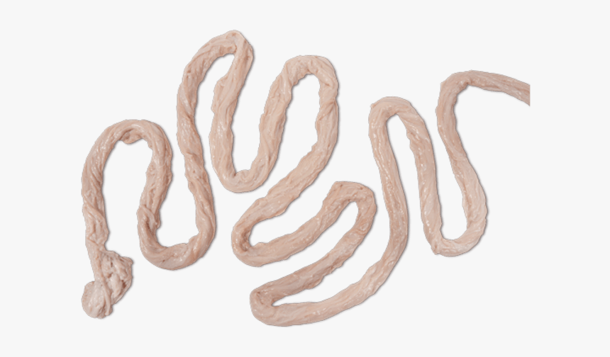 Pig Intestine Png, Transparent Png, Free Download