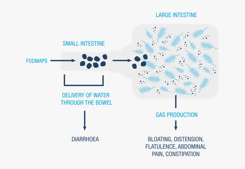 Malabsorption - Fodmap Gas, HD Png Download, Free Download