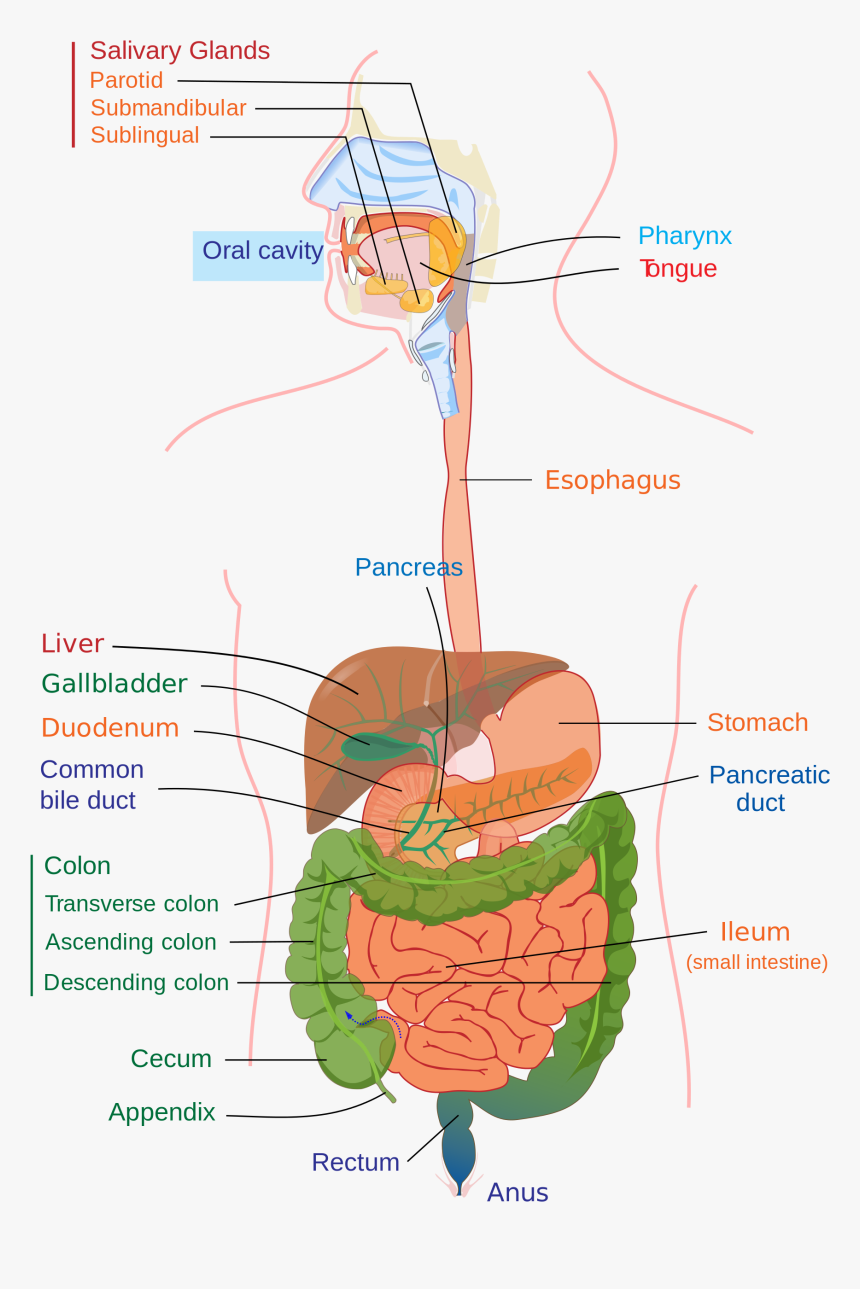 Human Digestive System, HD Png Download - kindpng