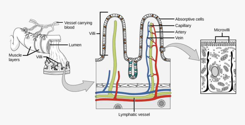 Illustration Shows A Cross Section Of The Small Intestine, - Nutrient Absorption Small Intestine, HD Png Download, Free Download