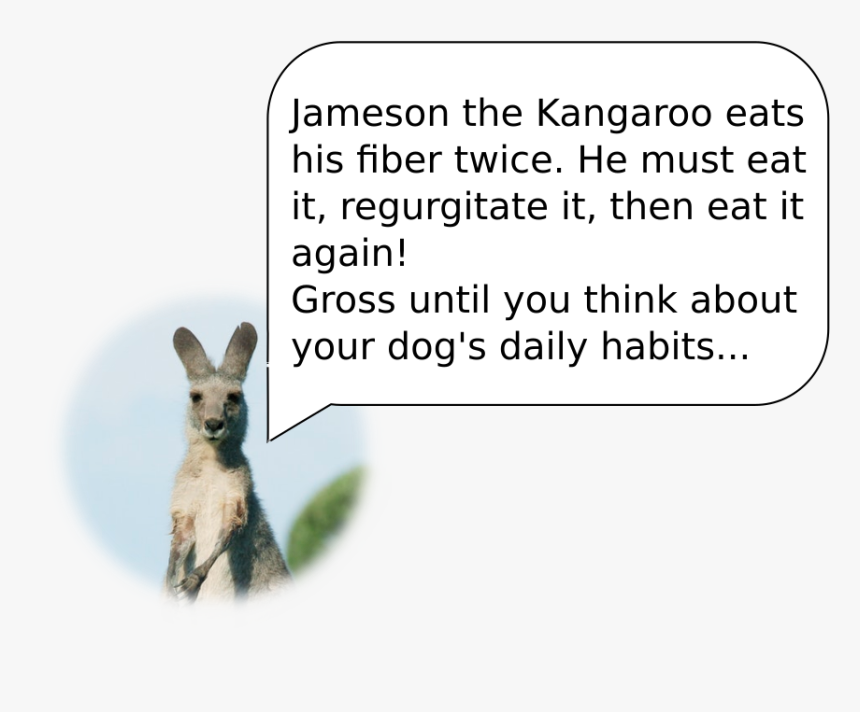 Image Did Not Load - Kangaroo, HD Png Download, Free Download