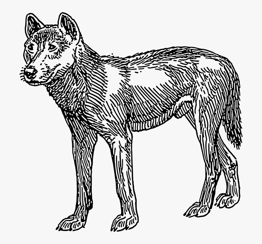 Dingo, Animal, Tail, Mammal, Fur, Australia, Australian - First Dogs Looked Like, HD Png Download, Free Download