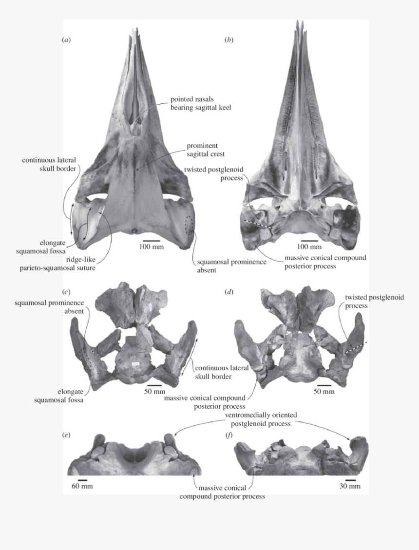 Comparison And Shared Features Of The Skulls Of The - Whale Skulls Comparison, HD Png Download, Free Download