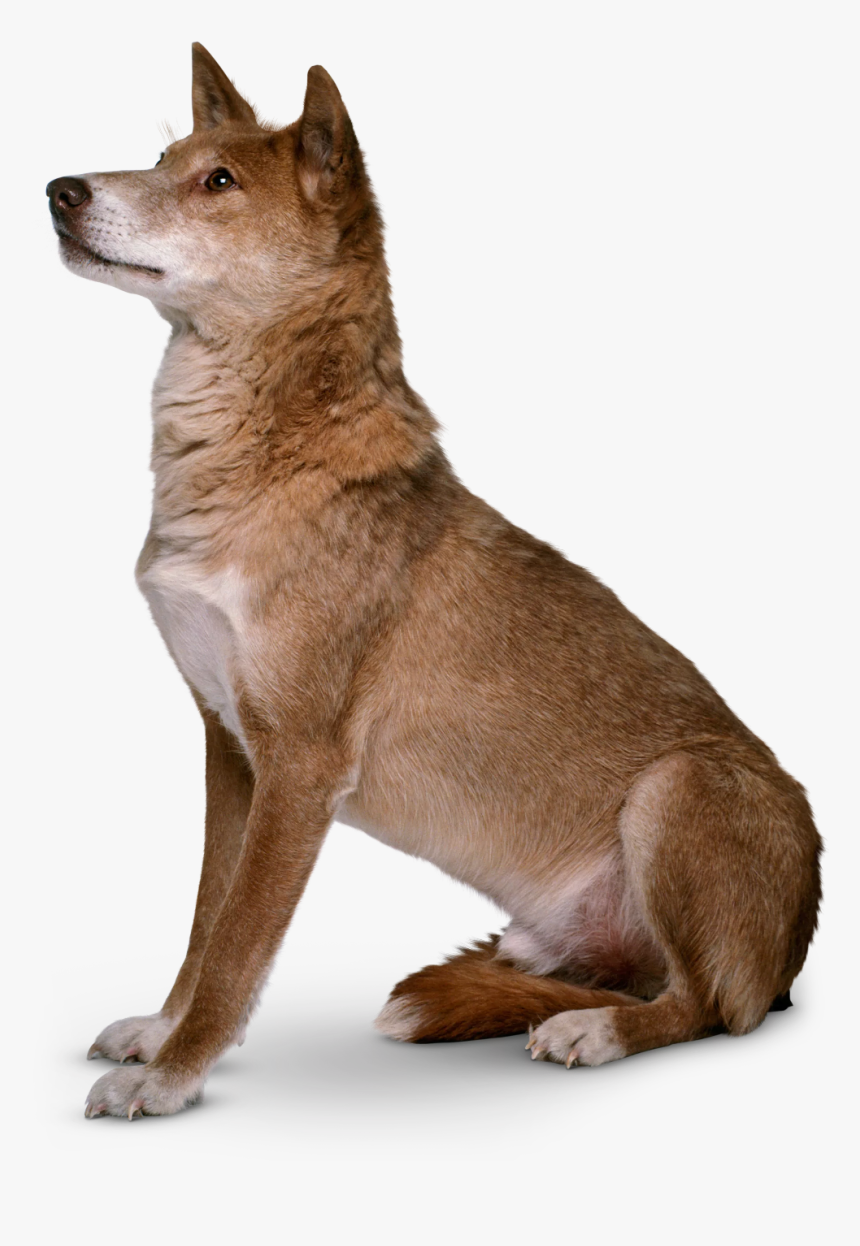 #animal #australia #cute #australiaanimal #dingo - Dog Dkfindout, HD Png Download, Free Download