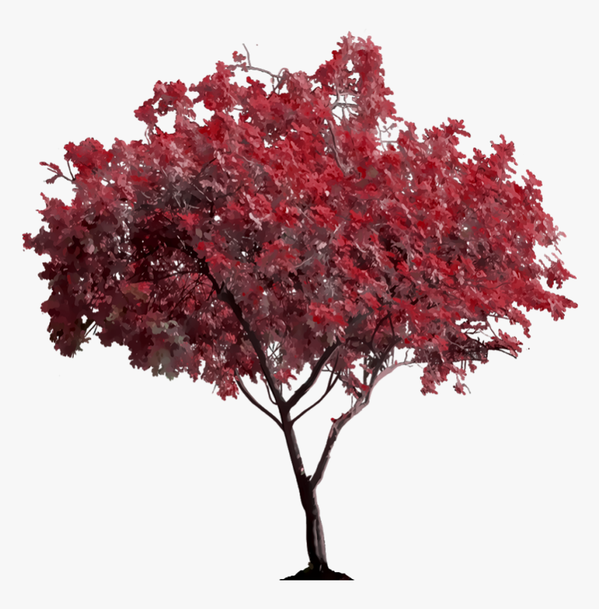 Picsart Tree Png, Transparent Png, Free Download