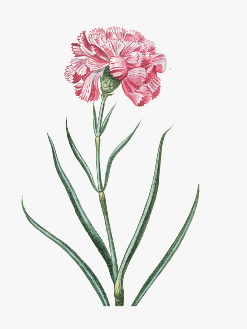 Vintage Flowers Png Transparent, Png Download, Free Download