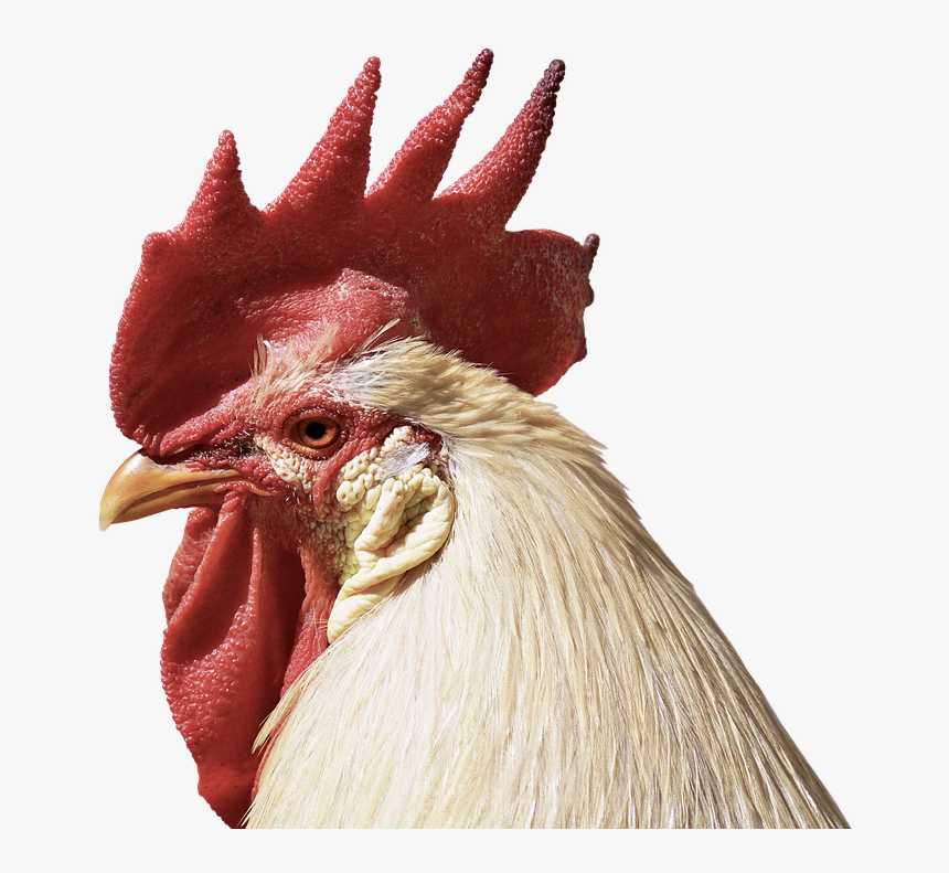 Hahn Feather Close Poultry Pride Bill Beautiful Rooster Png Eye Transparent Png Kindpng