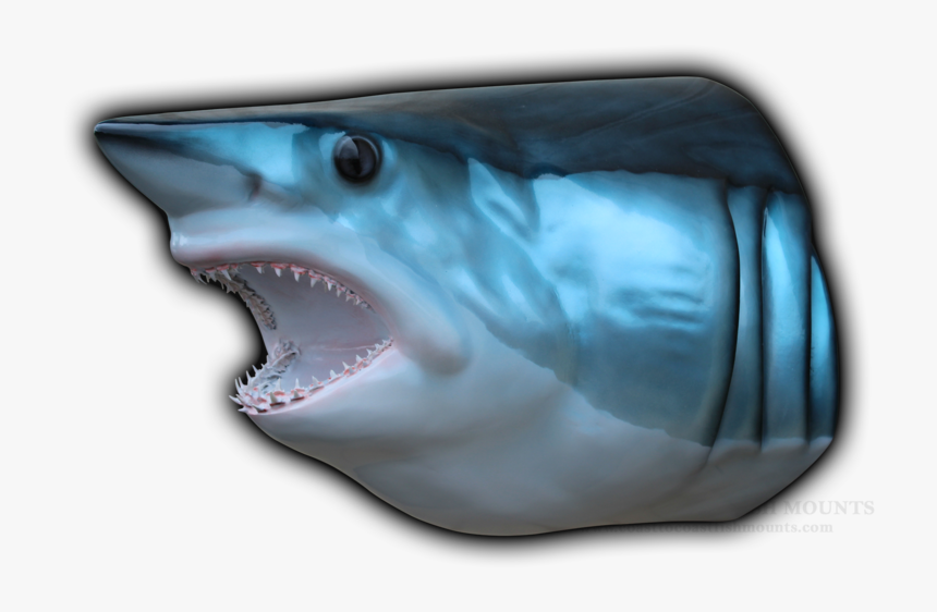 Shark Head Png - Mounted Shark Head Png, Transparent Png, Free Download