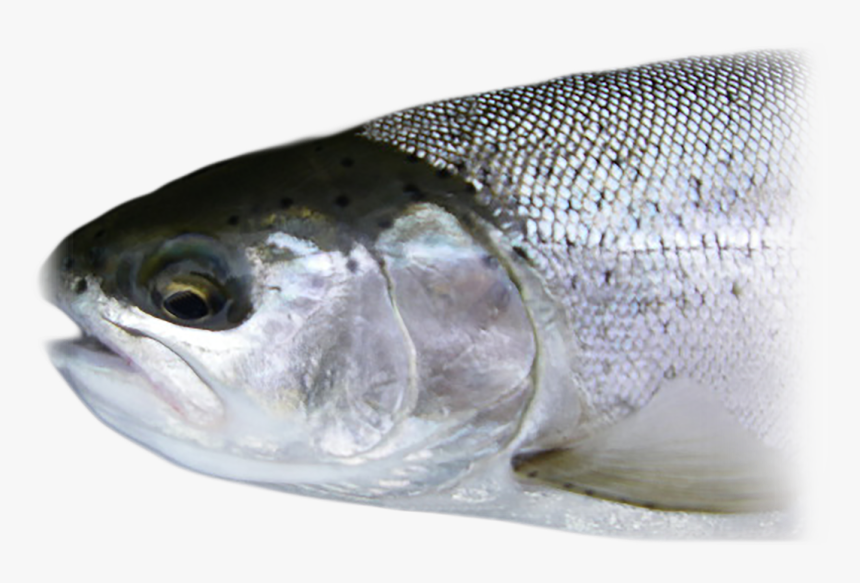 Steelhead - Oily Fish, HD Png Download, Free Download