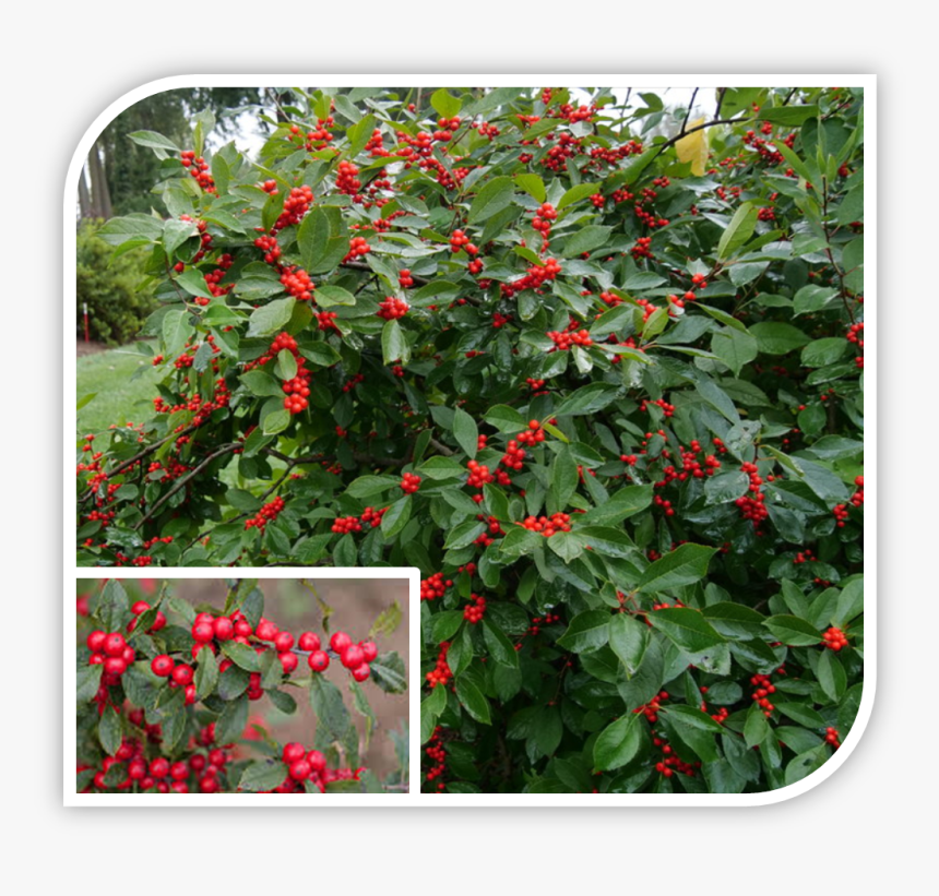 Picture - Ilex Verticillata, HD Png Download, Free Download