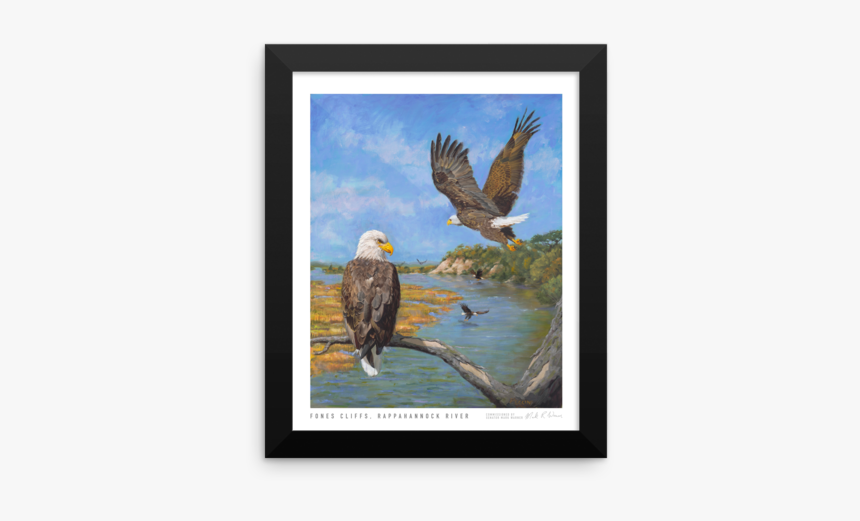 Bald Eagle, HD Png Download - kindpng