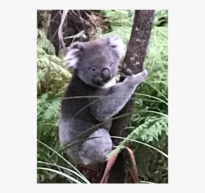 Koala In The Rain - Marsupial, HD Png Download, Free Download