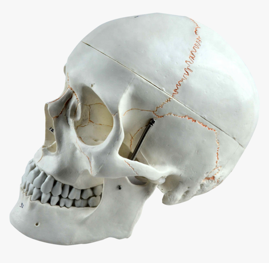 Life Size Plastic Human Skull For Sale - Skull, HD Png Download, Free Download