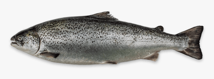 Salmon Png Transparent - Scottish Salmon Fish, Png Download - kindpng