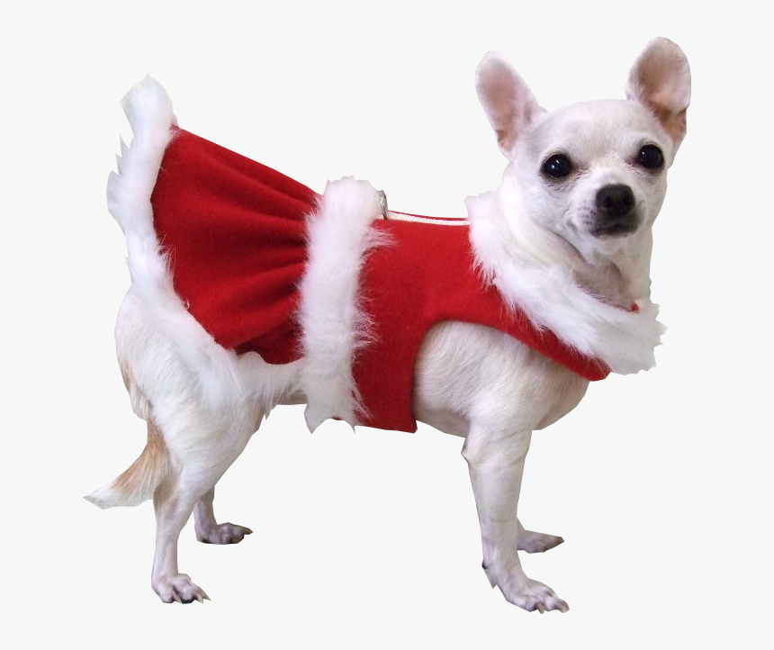 White Dog Christmas Jacket Png Image - Dog With Transparent Background, Png Download, Free Download