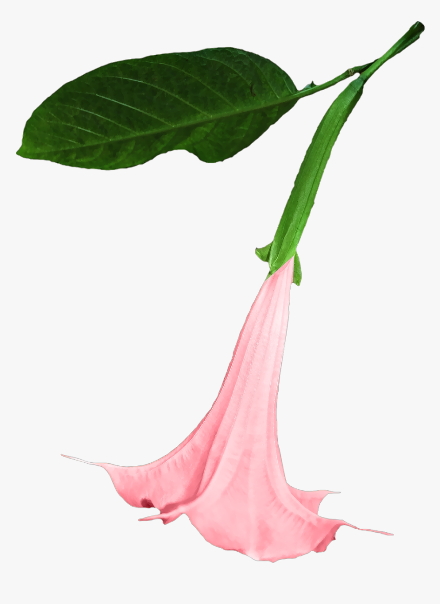 Datura Png Flower Free Picture - Datura Png, Transparent Png - kindpng