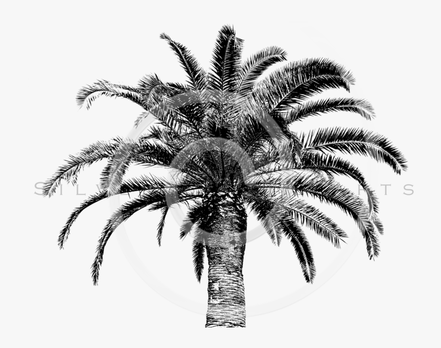 White Palm Tree Png Png Download Png Coconut Palm Black And White Transparent Png Kindpng