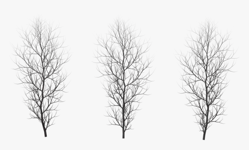 Winter Png Free Download - Red Pine, Transparent Png, Free Download