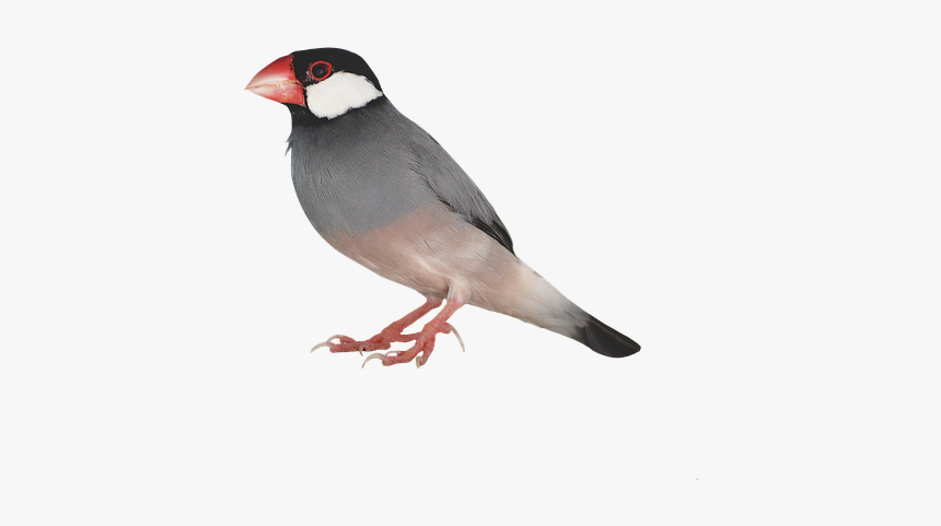 Sparrow Bird Png Photo - Zebra Finch Bird Transparent, Png Download, Free Download