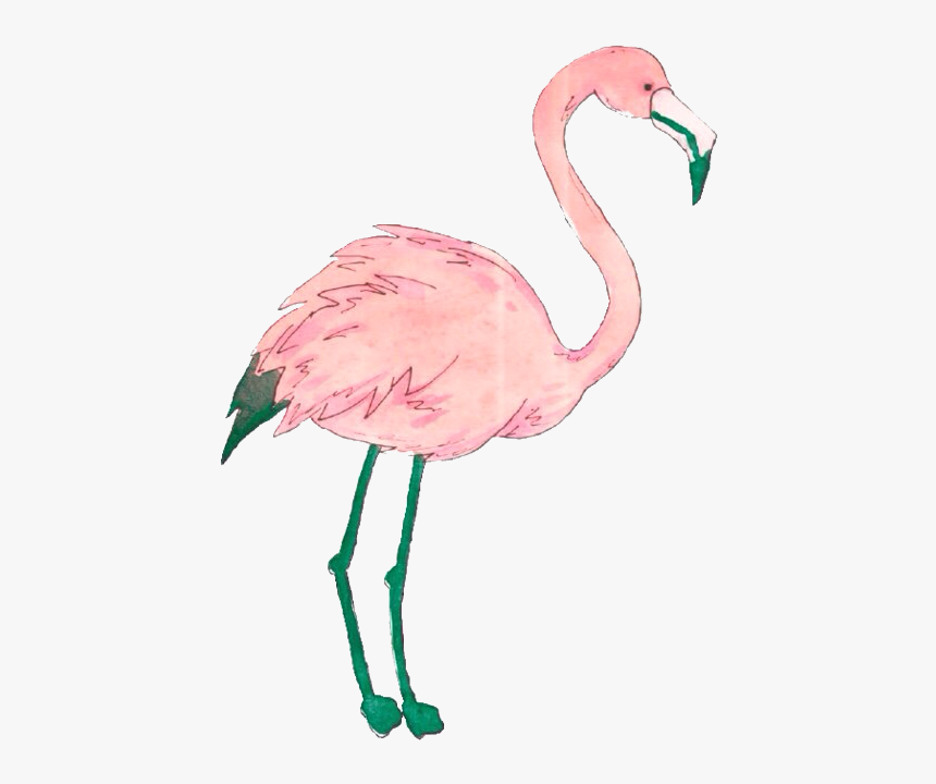 Flamingo - Png Flamingo, Transparent Png, Free Download