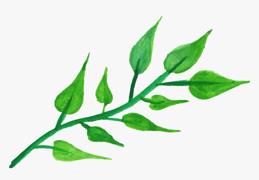 Leaf Plant Stem Watercolor Painting Clip Art - Leaf And Stem Drawing, HD Png Download, Free Download