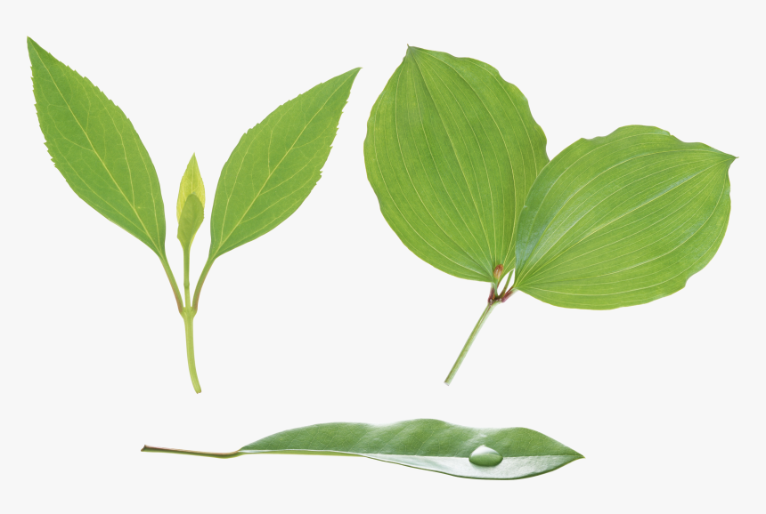 Green Leaf Png, Transparent Png, Free Download