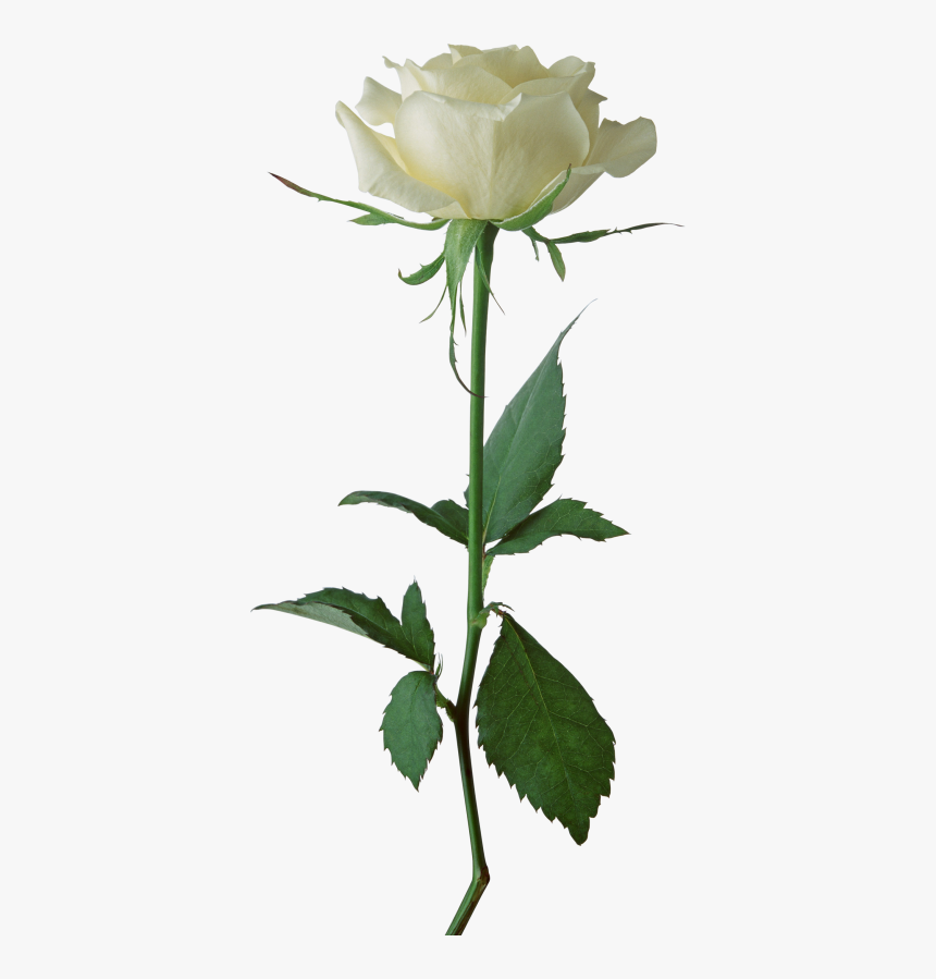 White Rose Cut Out Png Png Images - White Rose Transparent Background, Png Download, Free Download