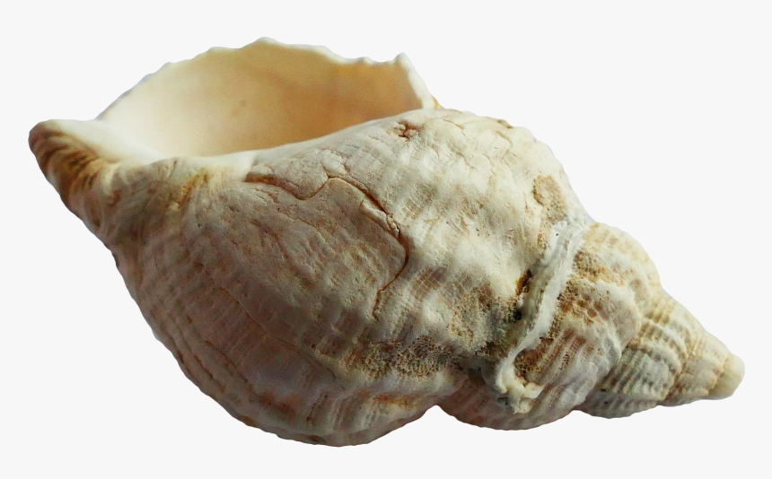 Shankha - Shell In Sea Png, Transparent Png, Free Download