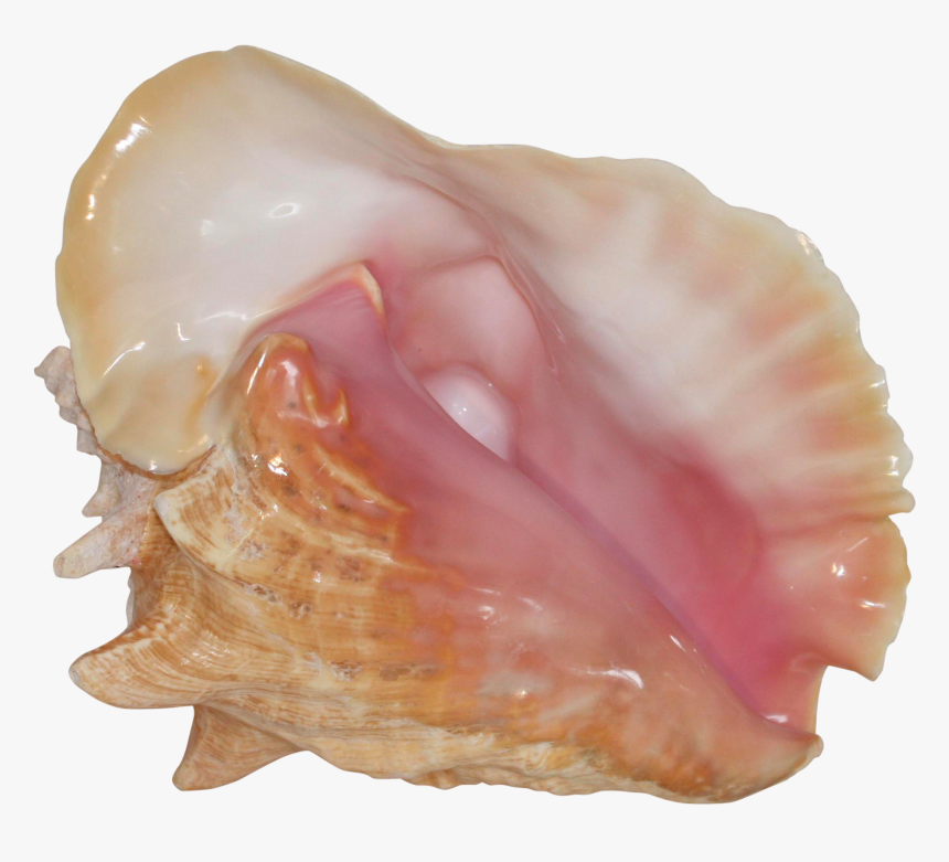 Shell, HD Png Download, Free Download