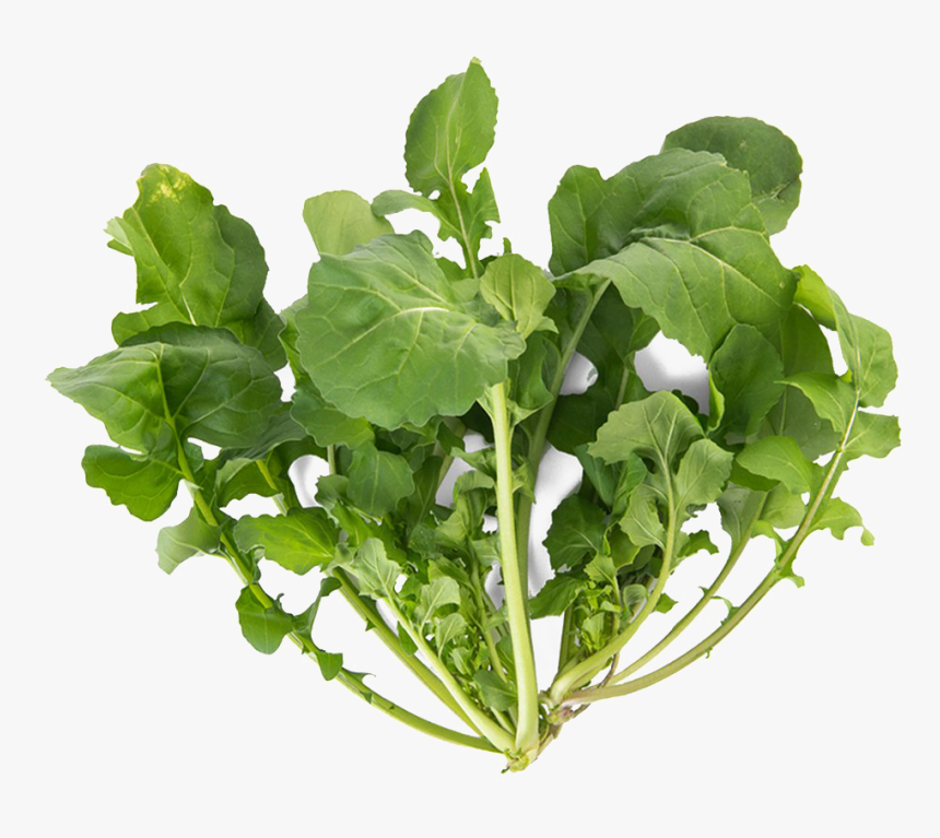 Arugula Png Download Image - Png Vegetable Plant, Transparent Png, Free Download