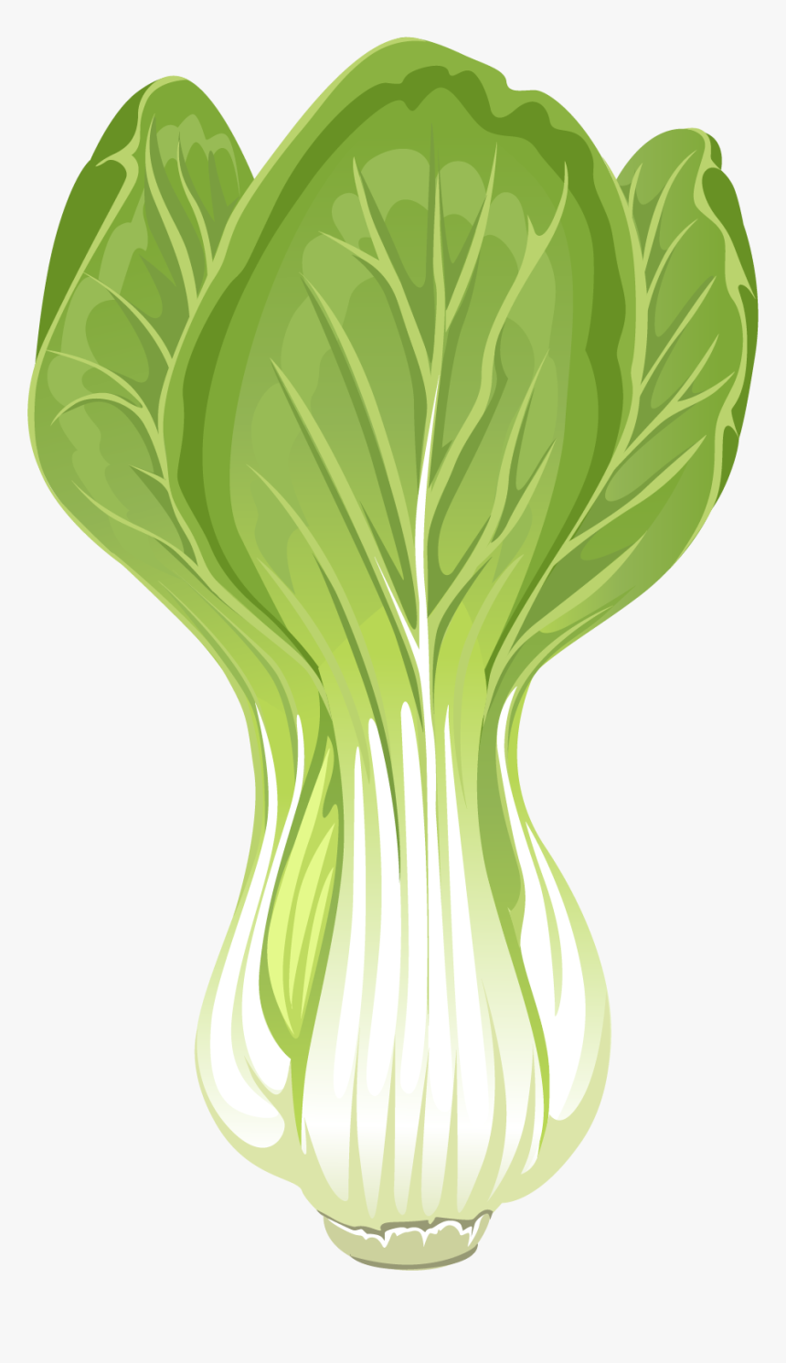 Endive Clipart, HD Png Download, Free Download