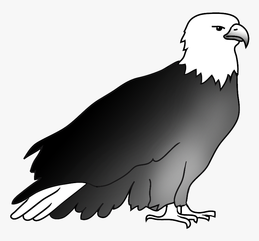 Resting Bald Eagle Drawing - Drawing, HD Png Download, Free Download