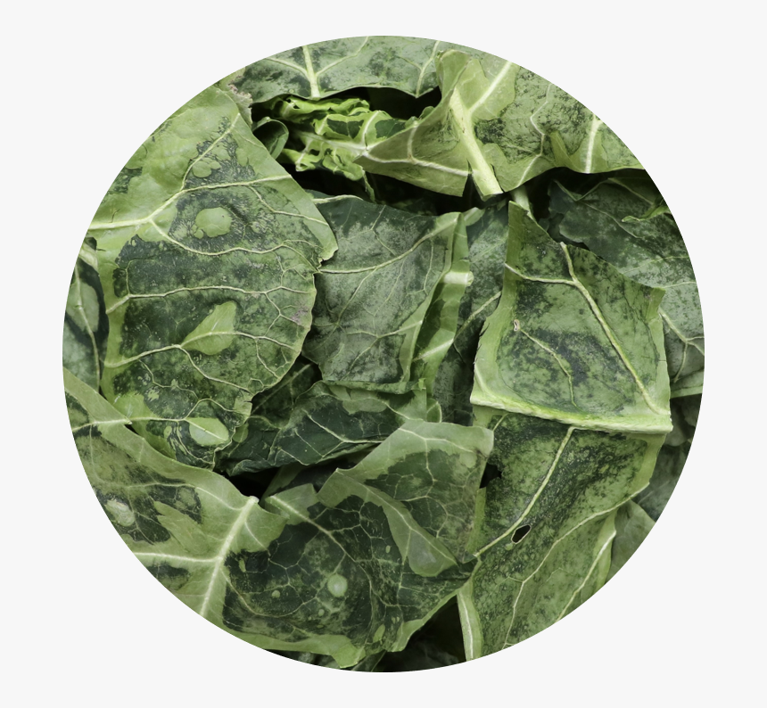 Collardgreens - Alismatales, HD Png Download, Free Download