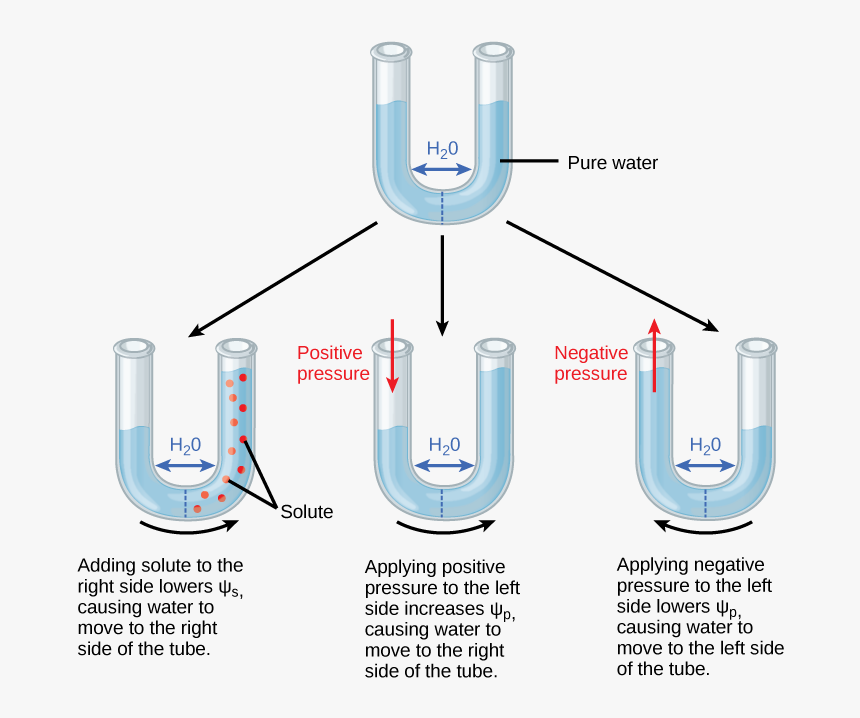 Lower Solute Potential Means