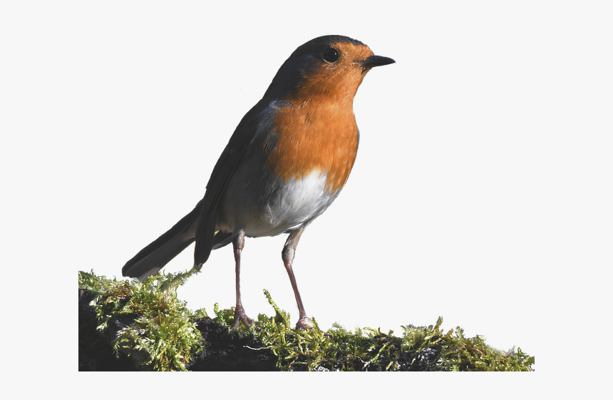 Robin, Forest, Small, Red, Cute - European Robin, HD Png Download, Free Download