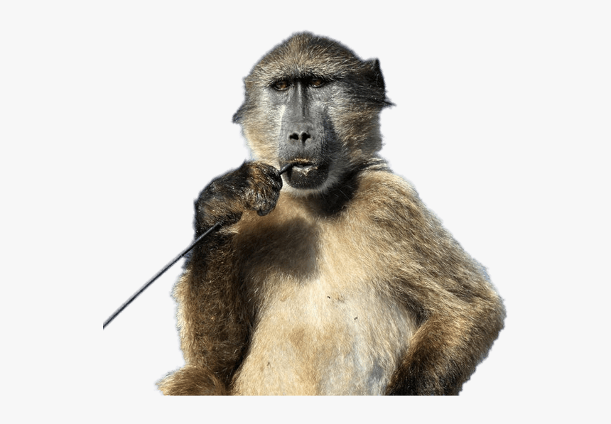 Baboon Png, Transparent Png, Free Download