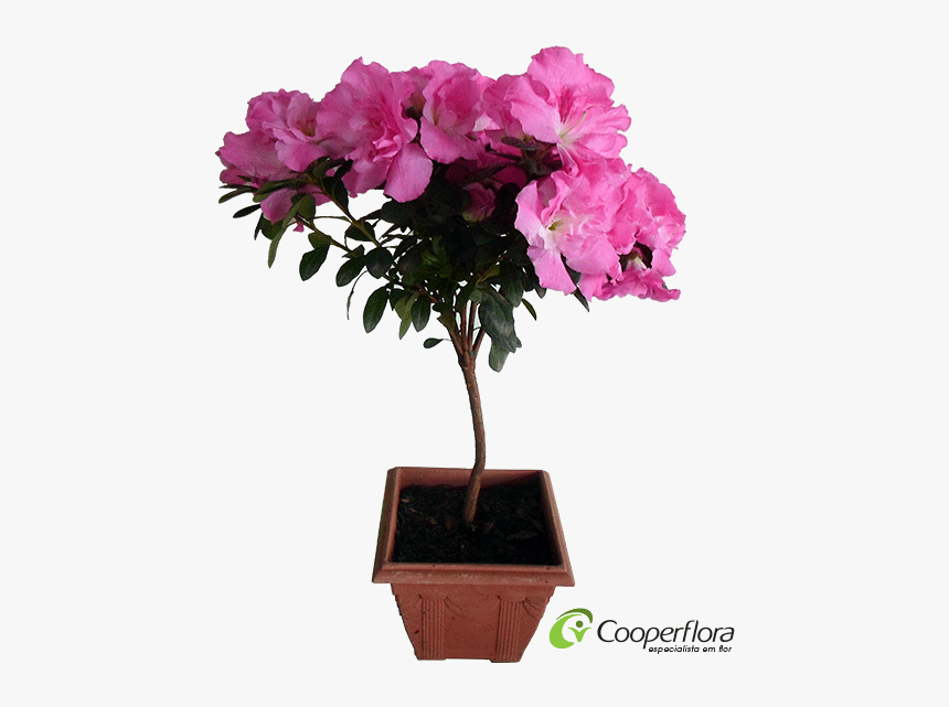 Azaleia Bonsai - Azaleia Png, Transparent Png, Free Download