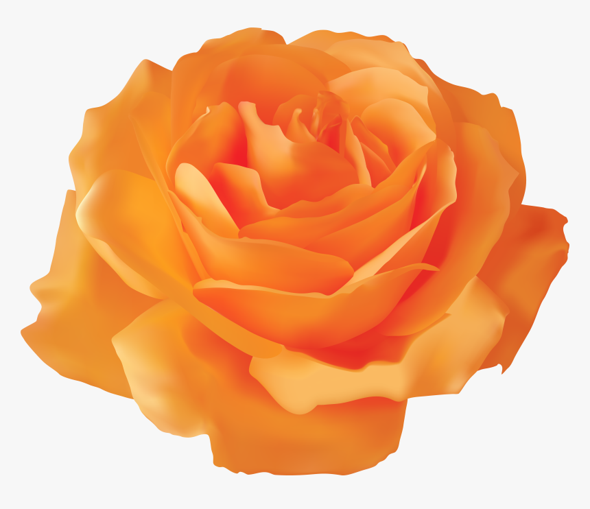 Orange Rose Transparent Png Clip Art Image, Png Download, Free Download