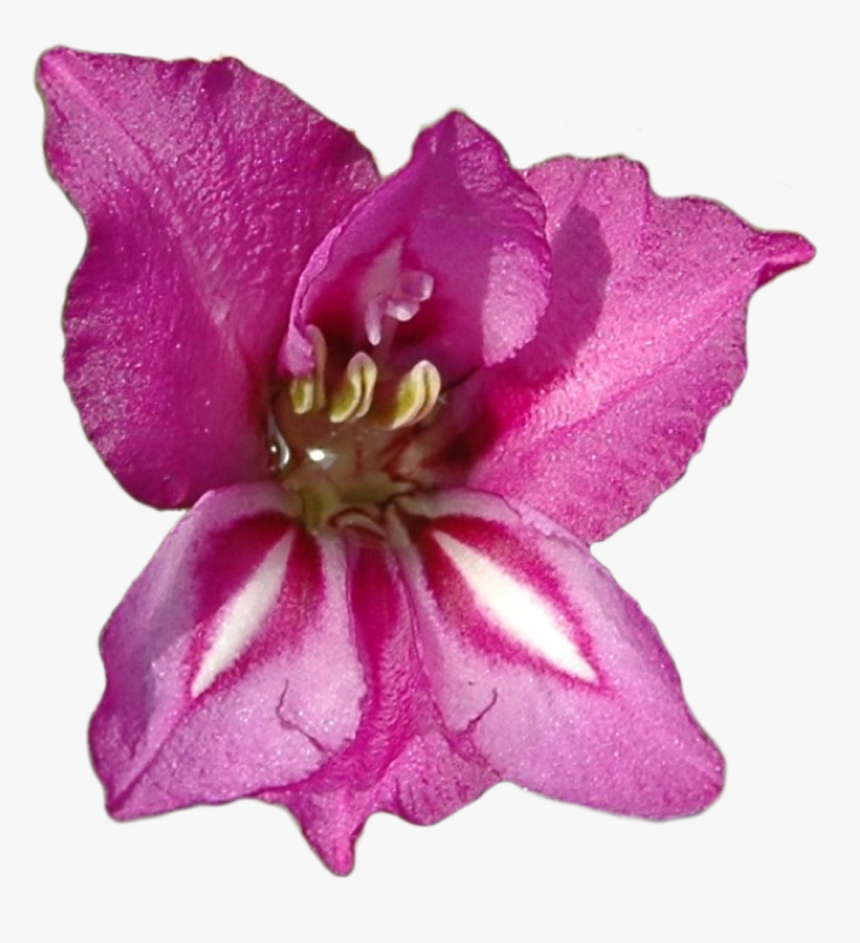 Gladiolus Clipped20180611 18523 8ptwc5 - Gladiolus Flower, HD Png Download, Free Download