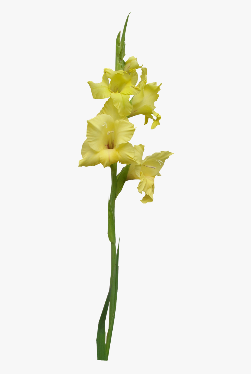 Transparent Gladiolus Png - Yellow Iris Png, Png Download, Free Download