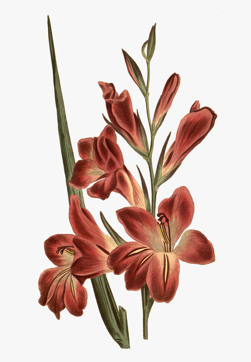 Gladiolus Botanical Illustration Png Download Gladiolus Flower Tattoo Transparent Png Kindpng