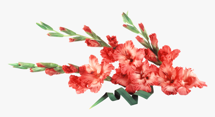 Gladiolus Background, HD Png Download, Free Download