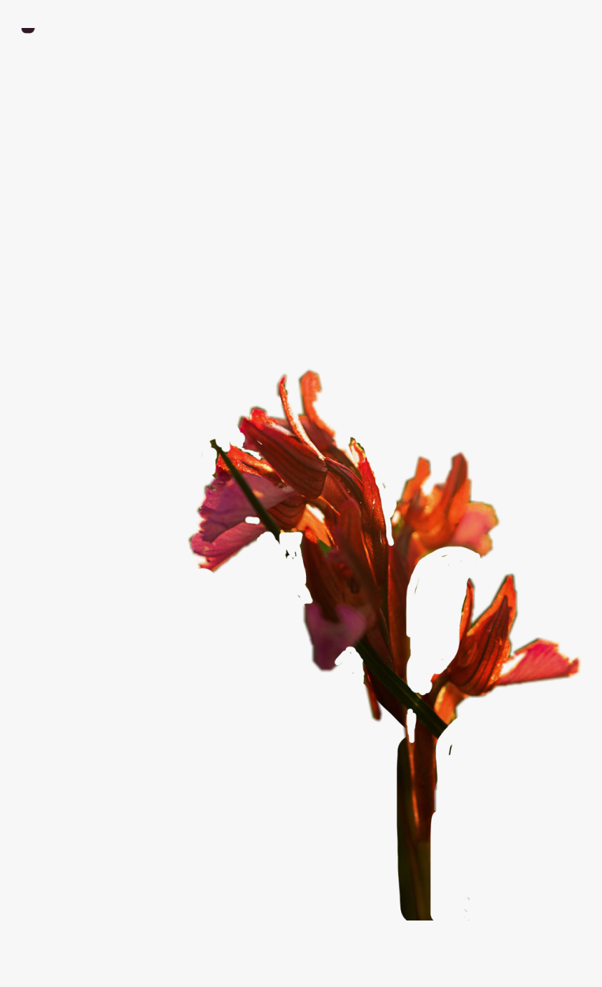 #gladiolus - Canna Lily, HD Png Download, Free Download