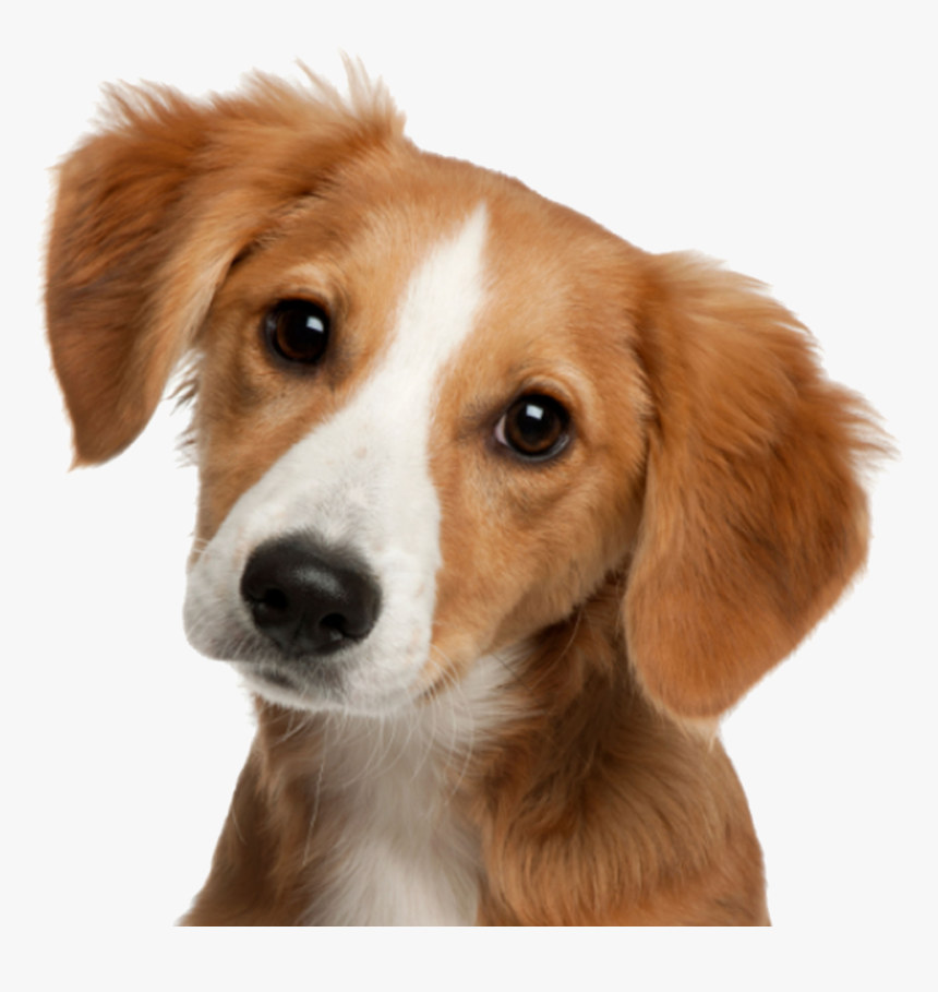 Cute Dog Png, Transparent Png, Free Download